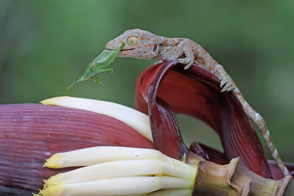 Jovem Tokay Gecko Presa Gafanhoto Verde Uma Flor Banana Este — Fotografia de Stock