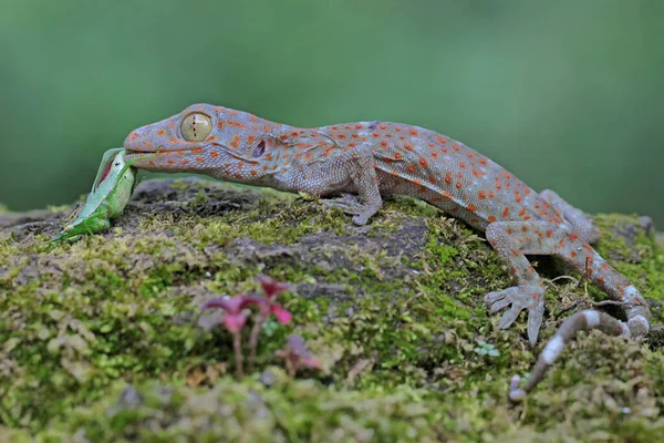 Giovane Geco Tokay Preda Una Cavalletta Verde Fiore Banana Questo — Foto Stock