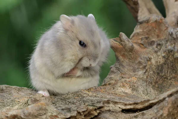 Bir Campbell Cüce Hamster Çalıların Üzerinde Yiyecek Arıyor Kemirgenin Bilimsel — Stok fotoğraf