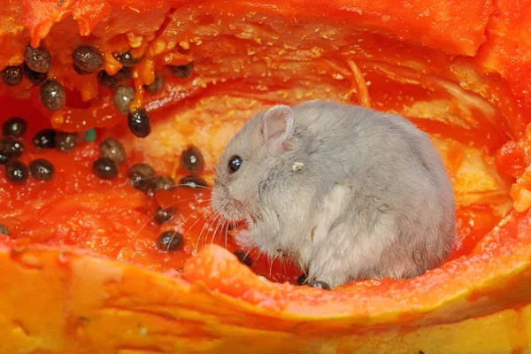 Bir Campbell cüce hamster olgun bir papaya yiyor. Bu kemirgenin bilimsel adı Phodopus kampbelli..