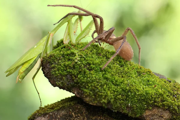 Caçador Aranhas Está Comer Louva Deus Numa Rocha Coberta Musgo — Fotografia de Stock