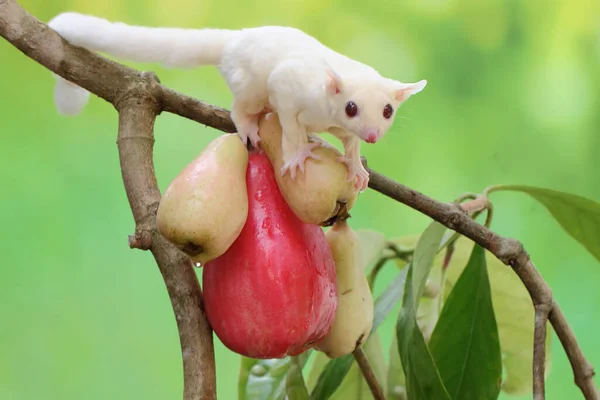 Молодой Альбинос Сахарный Глайдер Поедающий Розовое Малайское Яблоко Млекопитающее Имеет — стоковое фото