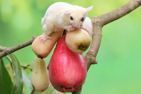 Ένα Νεαρό Ανεμόπτερο Αλμπίνο Που Τρώει Ένα Ροζ Μήλο Αυτό — Φωτογραφία Αρχείου