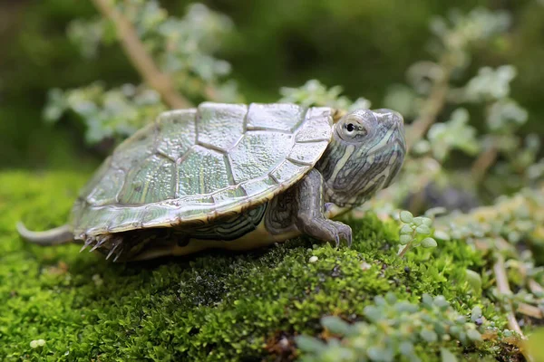一只年轻的红耳龟正在长满苔藓的岩石上晒太阳 然后开始日常活动 这种爬行动物的学名是Trachemys Scripta Elegans — 图库照片