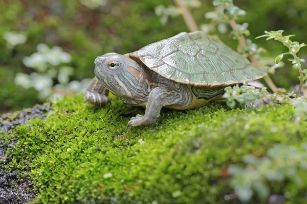 一只年轻的红耳龟正在长满苔藓的岩石上晒太阳 然后开始日常活动 这种爬行动物的学名是Trachemys Scripta Elegans — 图库照片