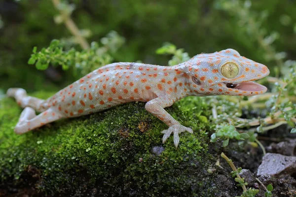 Jovem Tokay Gecko Procura Presas Numa Rocha Coberta Musgo Este — Fotografia de Stock