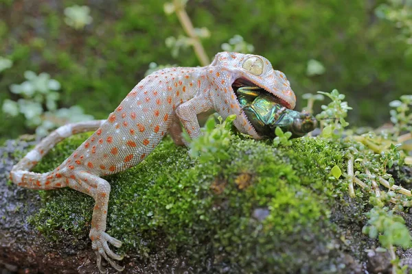 Ein Junger Tokay Gecko Frisst Einen Juwelenkäfer Auf Einem Mit — Stockfoto