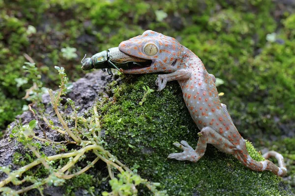 Young Tokay Gecko Eating Jewel Beetle Rock Overgrown Moss Reptile — Stock Photo, Image