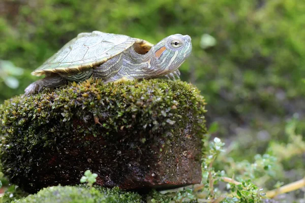 Una Tortuga Corredera Orejas Rojas Jóvenes Está Disfrutando Una Roca —  Fotos de Stock