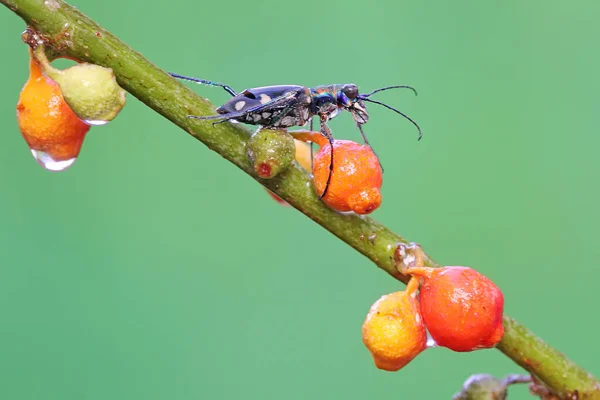 Escarabajo Tigre Está Buscando Presas Arbusto Este Insecto Tiene Nombre —  Fotos de Stock