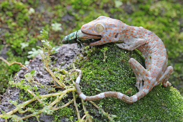 Jovem Tokay Gecko Está Comendo Escaravelho Jóias Uma Rocha Coberta — Fotografia de Stock