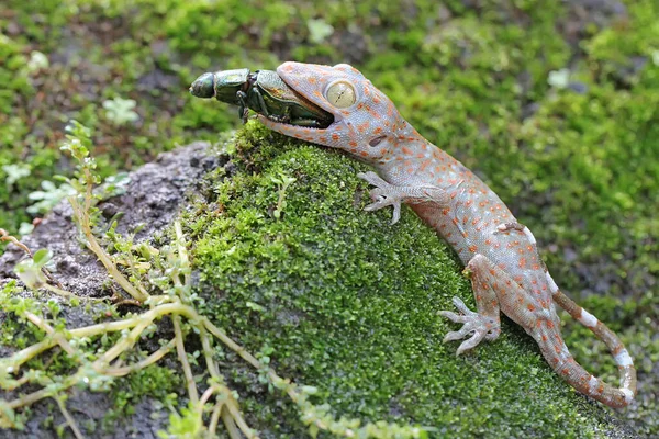 Jovem Tokay Gecko Está Comendo Escaravelho Jóias Uma Rocha Coberta — Fotografia de Stock