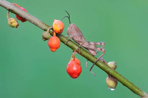 Une Jeune Sauterelle Repose Sur Des Fruits Sauvages — Photo