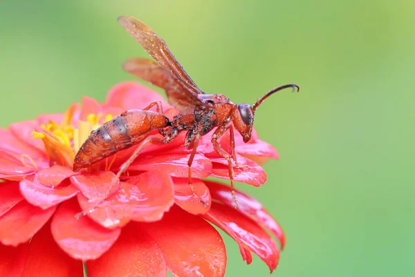 Uma Vespa Papel Está Empoleirada Uma Flor Silvestre Este Inseto — Fotografia de Stock