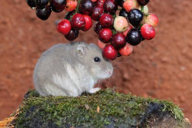 Frenk üzümü meyvesi yiyen bir Campbell cüce hamster. Bu kemirgenin bilimsel adı Phodopus kampbelli.. 