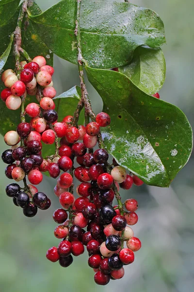 Eine Sammlung Von Johannisbeerbaum Früchten Die Erntereif Sind Die Pflanze — Stockfoto