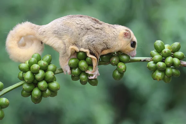 Young Mosaic Sugar Glider Foraging Branch Robusta Coffee Tree Covered — Stock Photo, Image