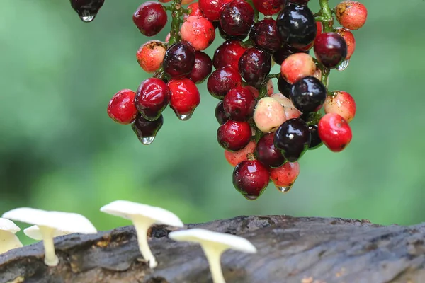 Eine Sammlung Von Johannisbeerbaum Früchten Die Erntereif Sind Die Pflanze — Stockfoto