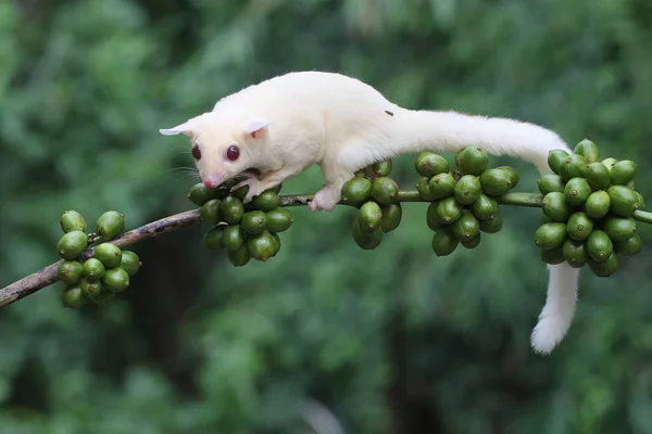 Joven Planeador Albino Azúcar Alimenta Una Rama Robusto Árbol Café — Foto de Stock