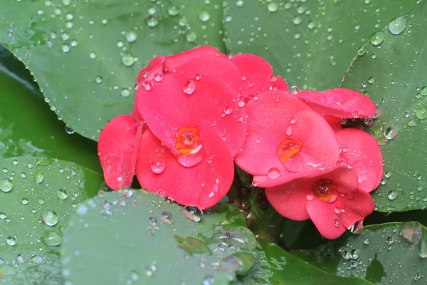 Beleza Coroa Espinhos Flores Plena Floração Esta Flor Tem Nome — Fotografia de Stock