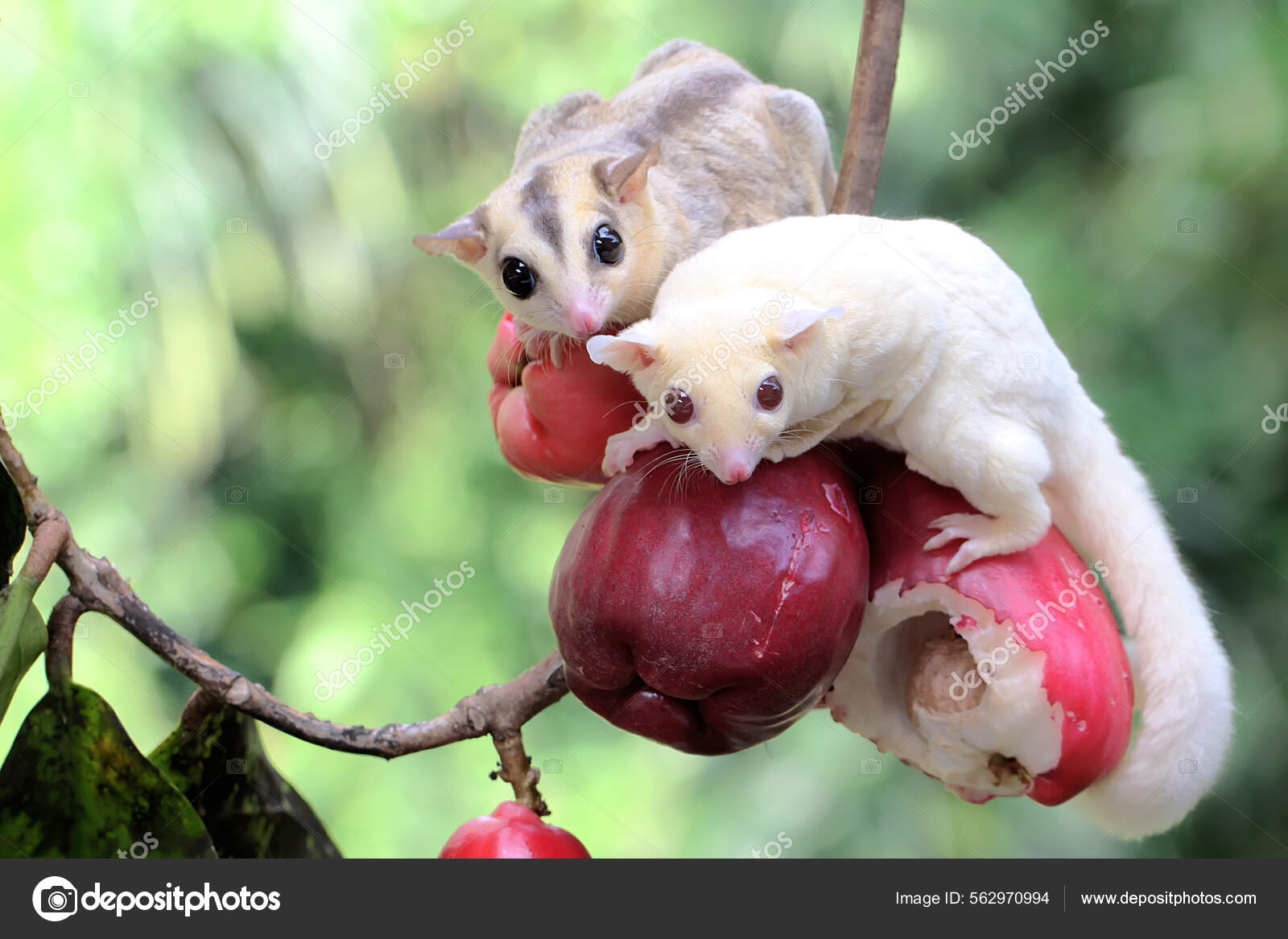Two Young Sugar Gliders Eating Pink Malay Apple Mammal Has Stock
