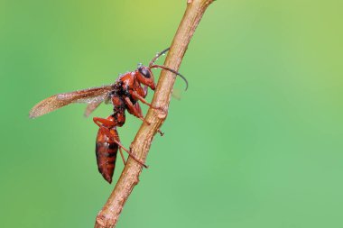 Bir kağıt eşekarısı vahşi bir meyvenin üzerine tünemiştir. Bu böceğin bilimsel adı Polistes metriksi. 