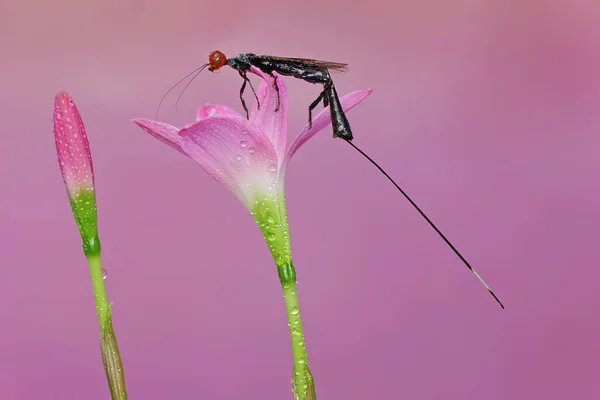 Viespe Coroană Caută Pradă Într Floare Sălbatică Această Insectă Numele — Fotografie, imagine de stoc