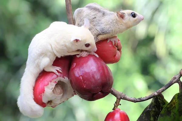 Due Giovani Zuccherini Stanno Mangiando Una Mela Malese Rosa Questo — Foto Stock