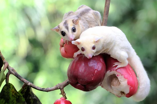 Два Молодых Сахарных Глайдера Едят Розовое Малайское Яблоко Млекопитающее Имеет — стоковое фото