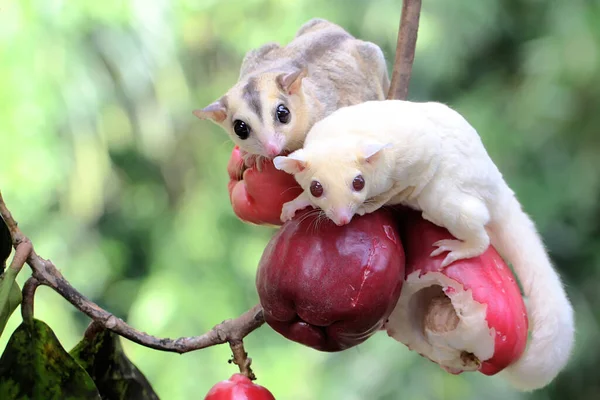 Sugar glider cheap eat