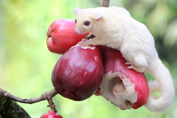 Ένα Νεαρό Ανεμόπτερο Αλμπίνο Που Τρώει Ένα Ροζ Μήλο Αυτό — Φωτογραφία Αρχείου