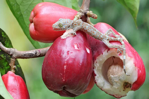 Μια Νεαρή Tokay Gecko Ψάχνει Για Θηράματα Ροζ Φρούτα Μήλο — Φωτογραφία Αρχείου