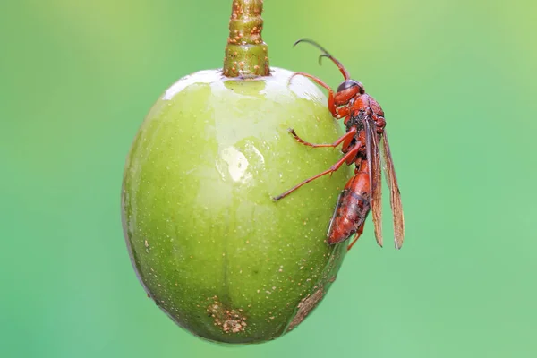 Una Vespa Carta Appollaiata Frutto Selvatico Questo Insetto Nome Scientifico — Foto Stock