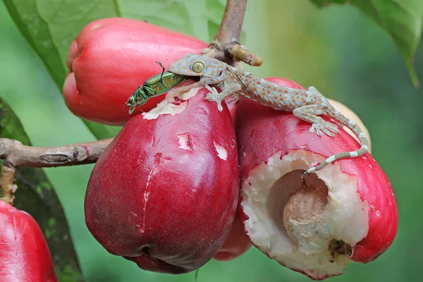 Ένας Νεαρός Τοκέι Γκέκο Τρώει Ένα Σκαθάρι Ένα Ροζ Μήλο — Φωτογραφία Αρχείου
