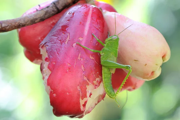 一只绿色鲜亮的蚱蜢栖息在一个粉色马来苹果上 这些昆虫喜欢吃嫩叶 花朵和水果 — 图库照片