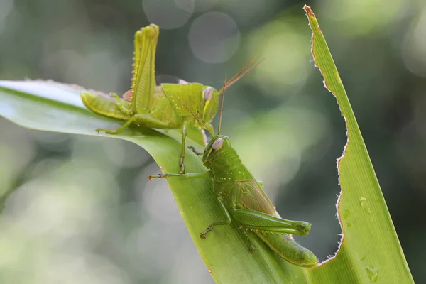 Deux Jeunes Sauterelles Vert Vif Mangent Herbe Ces Insectes Aiment — Photo