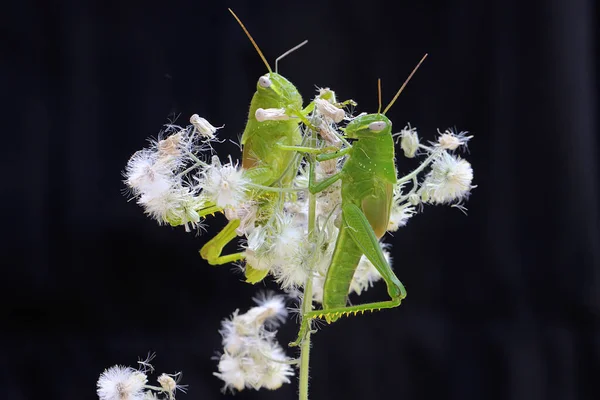 Parlak Yeşil Renkli Iki Genç Çekirge Yabani Çiçeklerde Dinleniyor Böcekler — Stok fotoğraf
