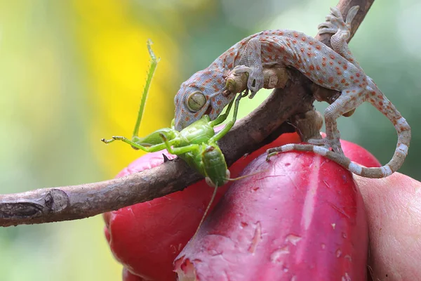 一只年轻的令牌壁虎正在吃一只绿色的蚱蜢 这种爬行动物的学名是Gekko Gecko — 图库照片
