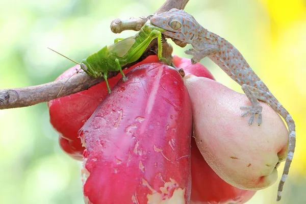 Jovem Tokay Gecko Está Comendo Gafanhoto Verde Este Réptil Tem — Fotografia de Stock