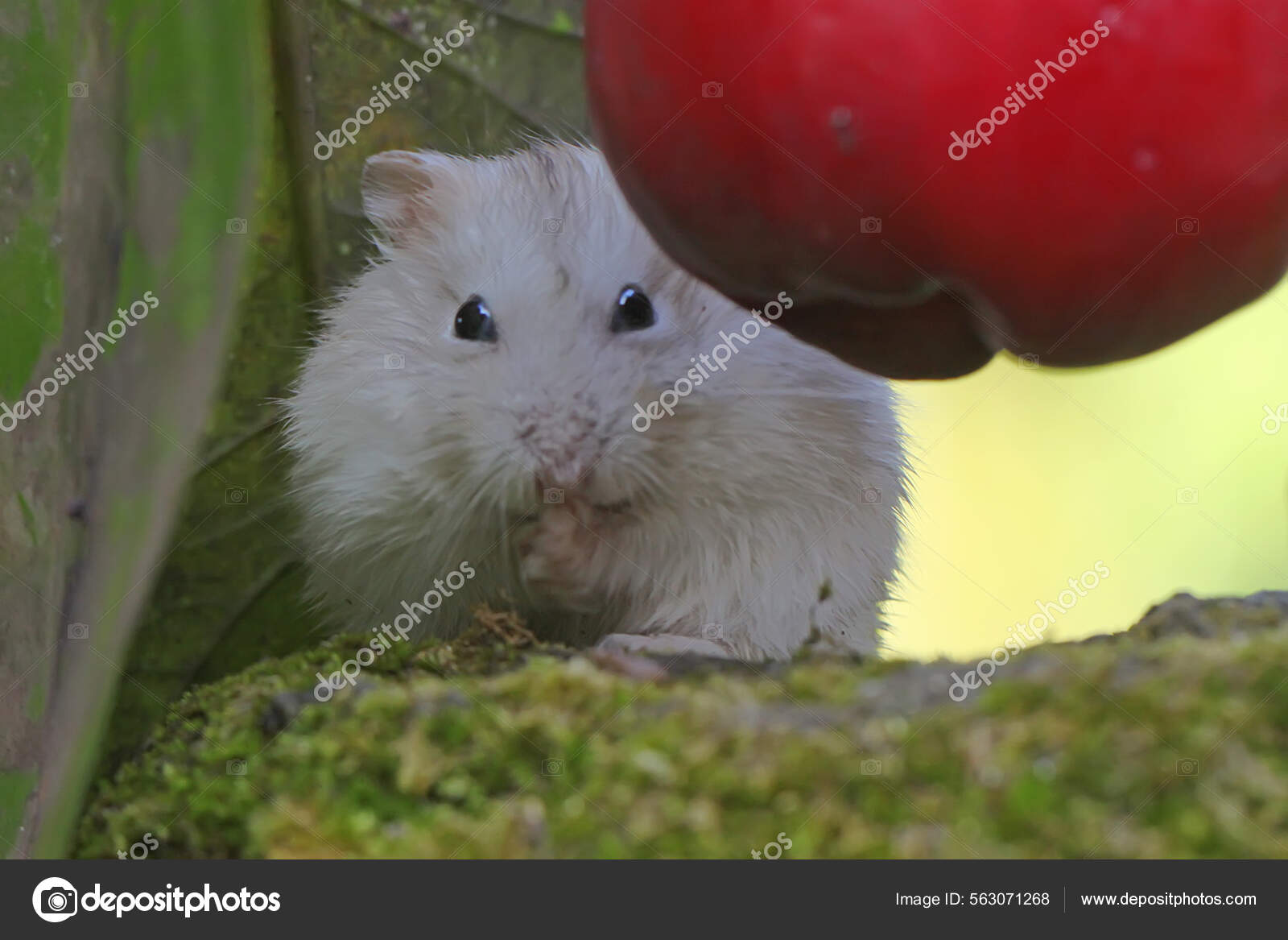 Can dwarf hamsters retailers eat apples