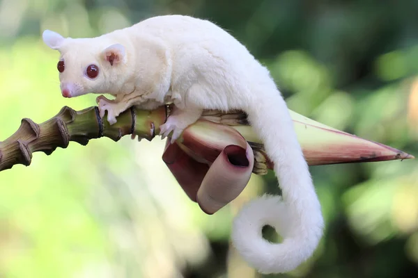 Joven Planeador Albino Azúcar Alimenta Una Flor Plátano Este Mamífero — Foto de Stock