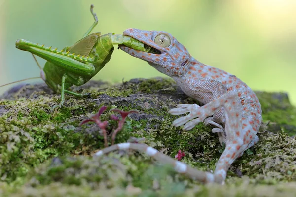 Jeune Tokay Gecko Mange Une Sauterelle Verte Reptile Nom Scientifique — Photo