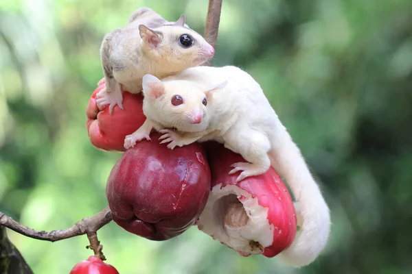 Dos Jóvenes Planeadores Azúcar Están Comiendo Una Manzana Malaya Rosa — Foto de Stock