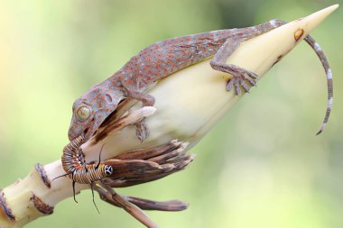Genç bir tokay gecko muz çiçeğinin üzerinde tırtıl yiyor. Bu sürüngenin bilimsel adı Gekko gecko.