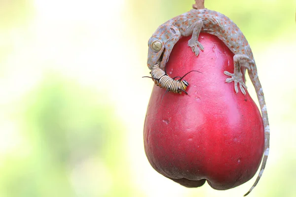 Μια Νεαρή Tokay Gecko Τρώει Μια Κάμπια Ένα Ροζ Μήλο — Φωτογραφία Αρχείου