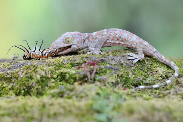 Μια Νεαρή Tokay Gecko Τρώει Μια Κάμπια Ένα Βράχο Κατάφυτο — Φωτογραφία Αρχείου