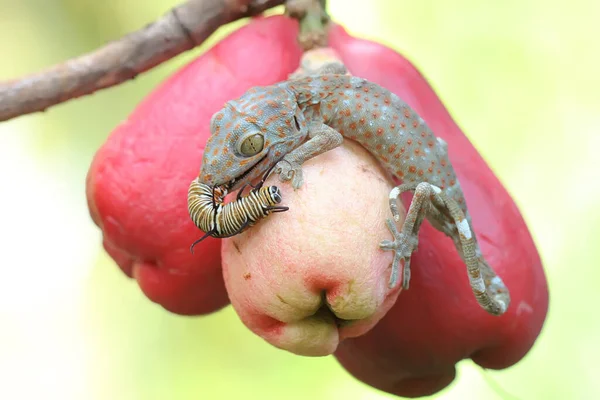 Μια Νεαρή Tokay Gecko Τρώει Μια Κάμπια Ένα Ροζ Μήλο — Φωτογραφία Αρχείου