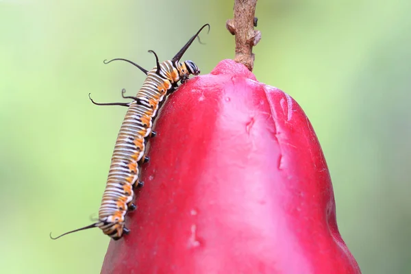 Een Rups Kruipt Een Roze Maleise Appel Deze Insecten Eten — Stockfoto