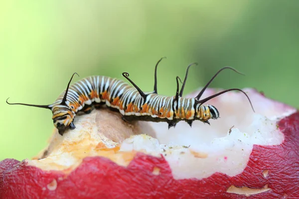 Een Rups Kruipt Een Roze Maleise Appel Deze Insecten Eten — Stockfoto