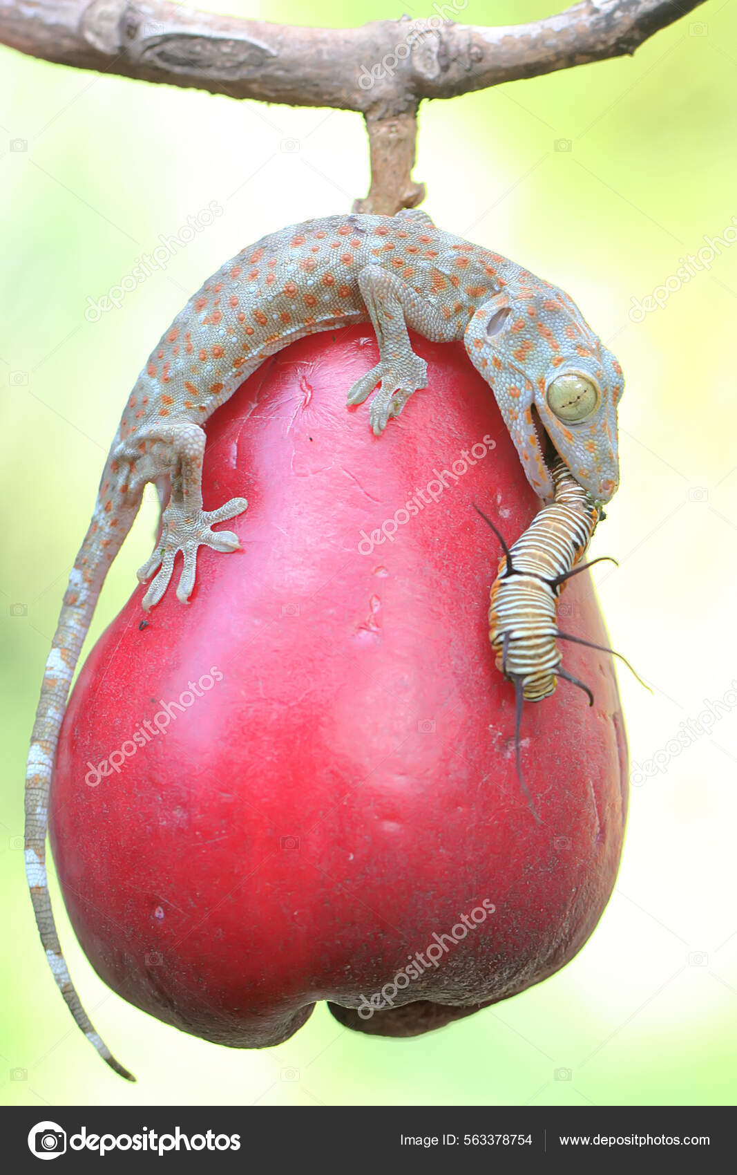 Young Tokay Gecko Eating Caterpillar Pink Malay Apple Fruit Reptile Stock Photo iwayansumatika 563378754